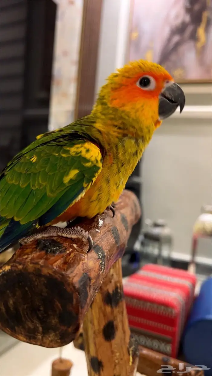 فرخ صن كنيور شمسي صافي هدد داخلي 4