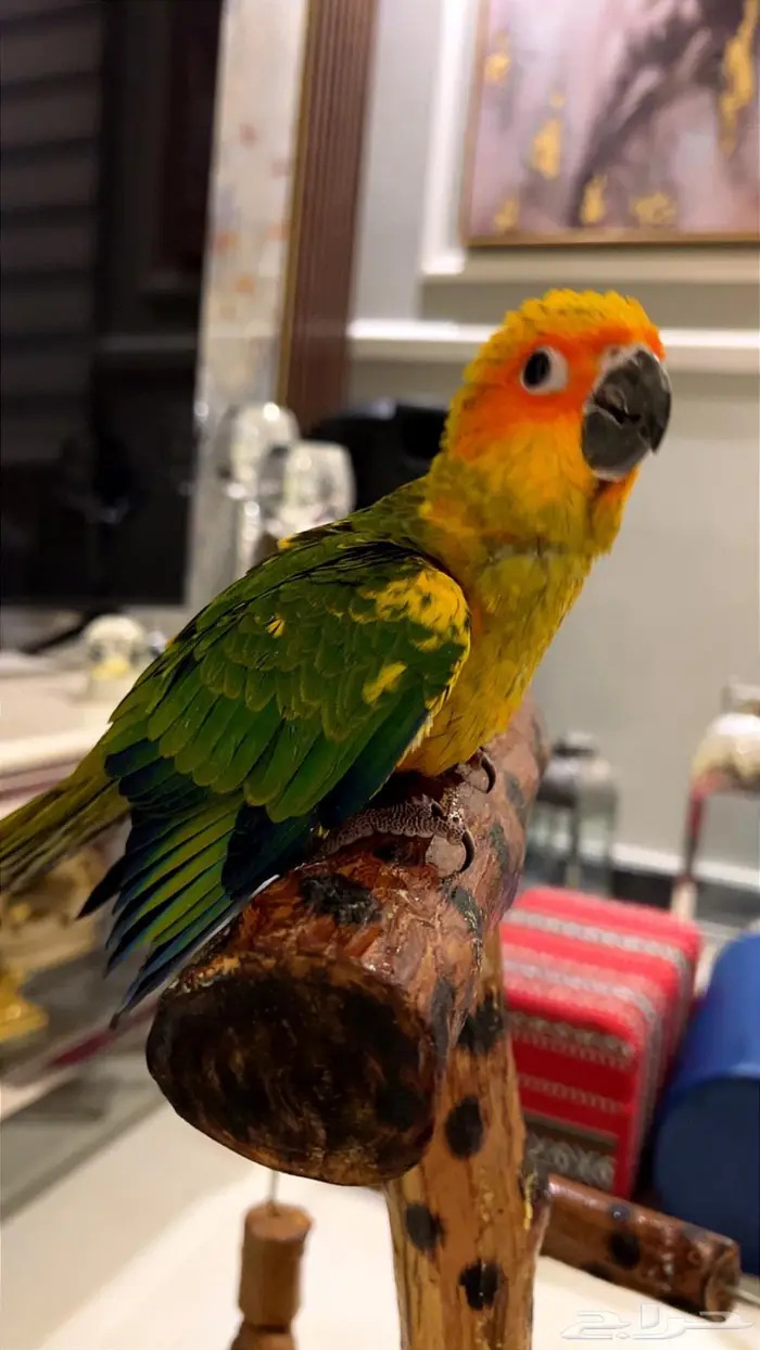 فرخ صن كنيور شمسي صافي هدد داخلي 7