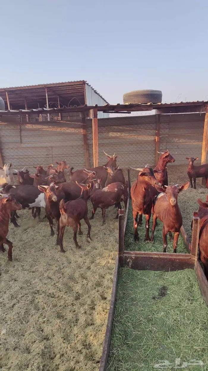 تيوس وجفير دهم 0