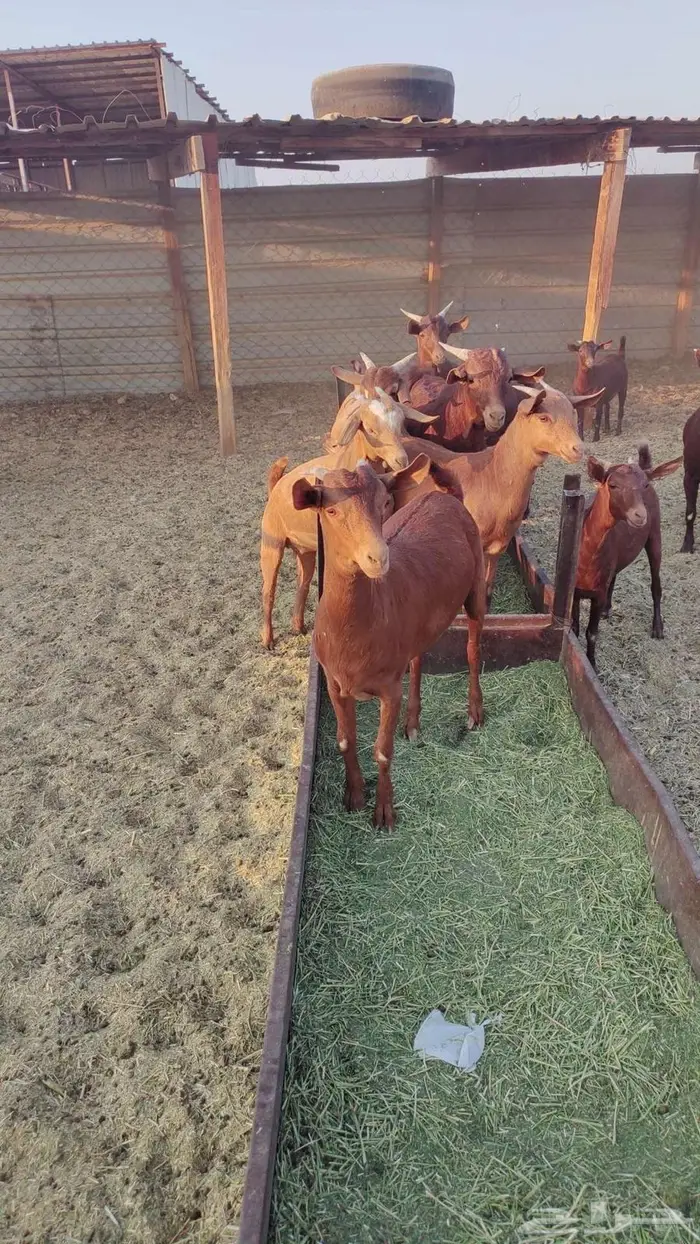 تيوس وجفير دهم 3