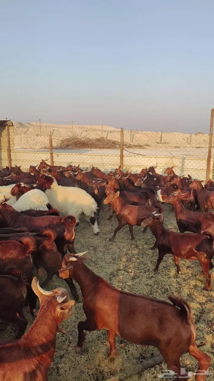 تيوس وجفير دهم 4