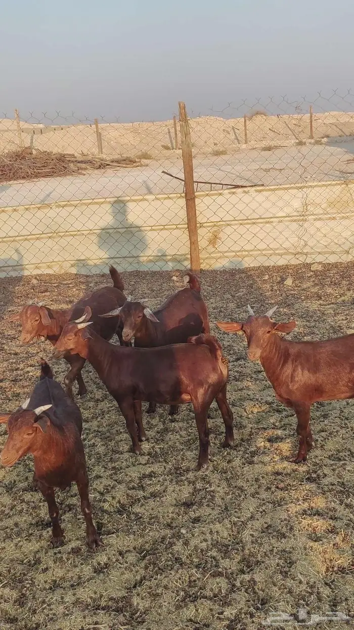 تيوس وجفير دهم 5