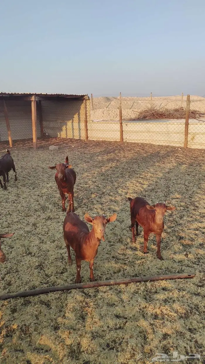 تيوس وجفير دهم 6