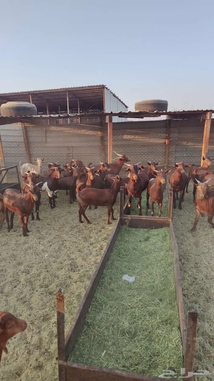 تيوس وجفير دهم 1