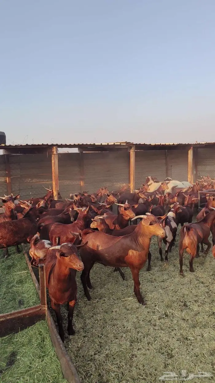 تيوس وجفير دهم 2