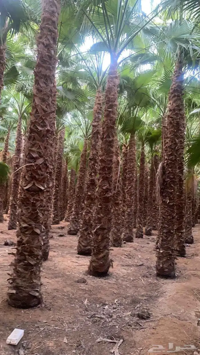 نخل واشنطني زينه جميع المقاسات وتنسيق الحدايق وقص الشجار وتك 0