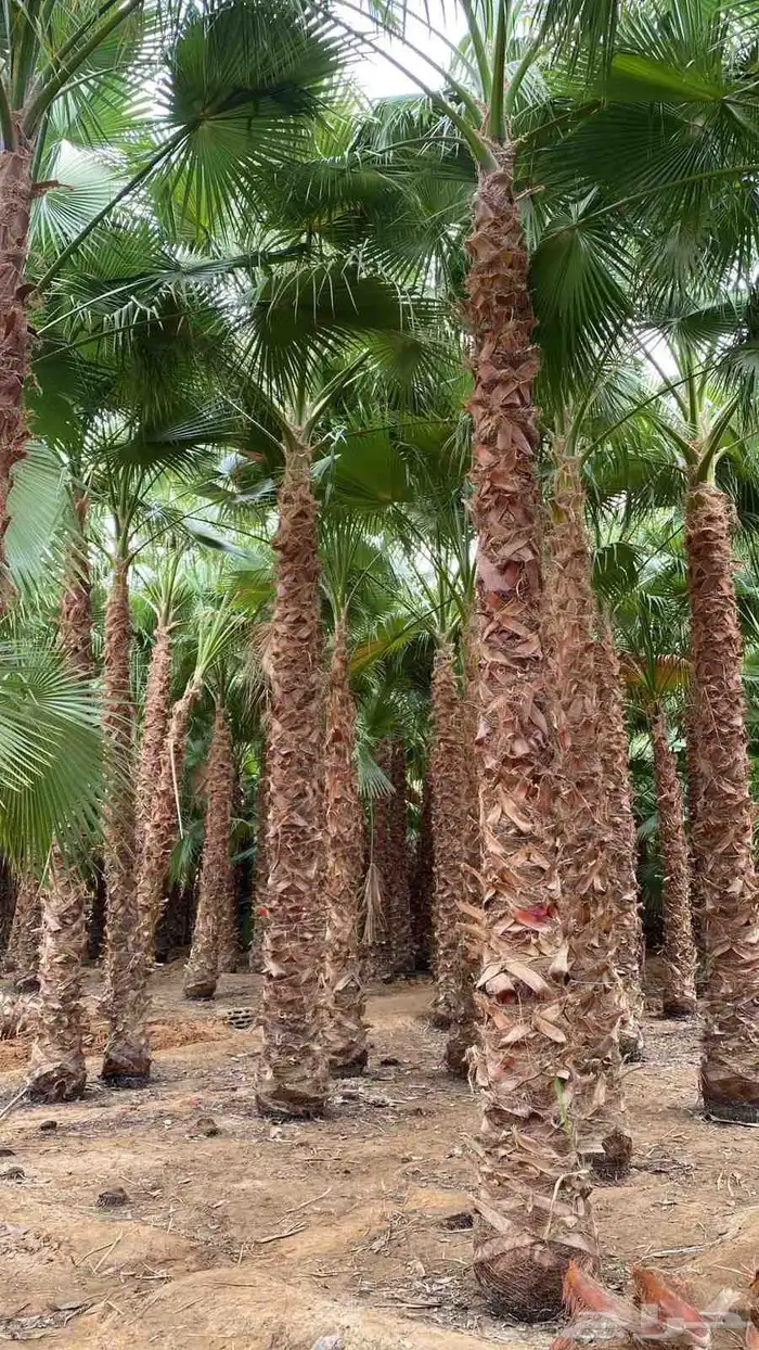 نخل واشنطني زينه 6