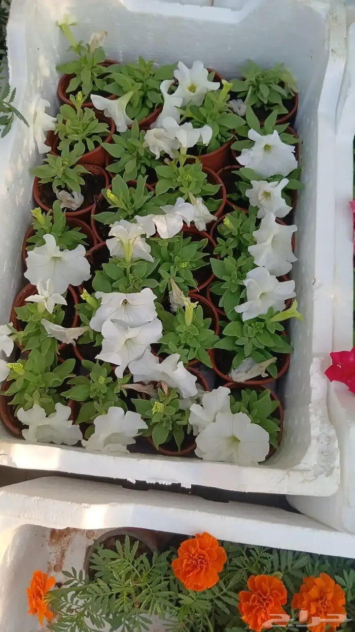 زراعه وحدائق 4