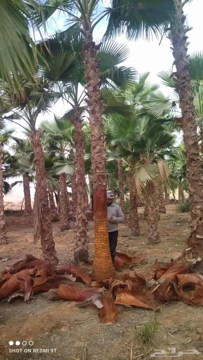 نخل واشنطني زينه جميع المقاسات وتنسيق الحدايق وقص الشجار وتك 3