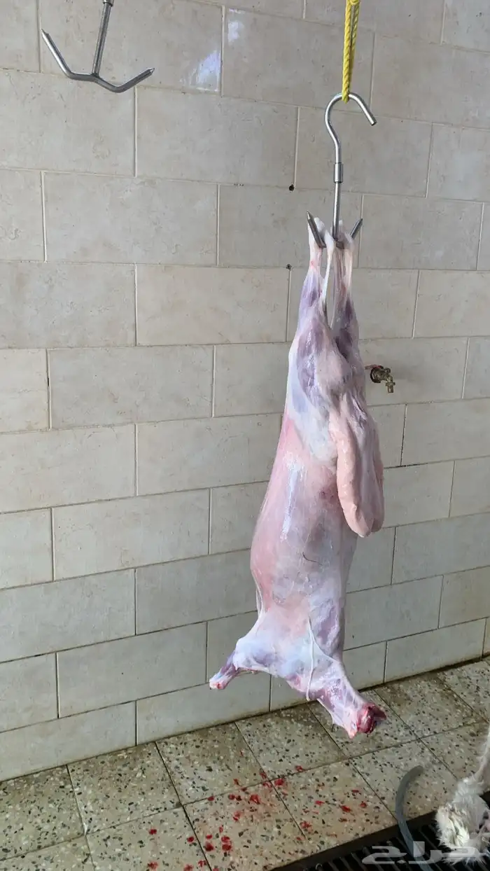 ذبايح الرس 1