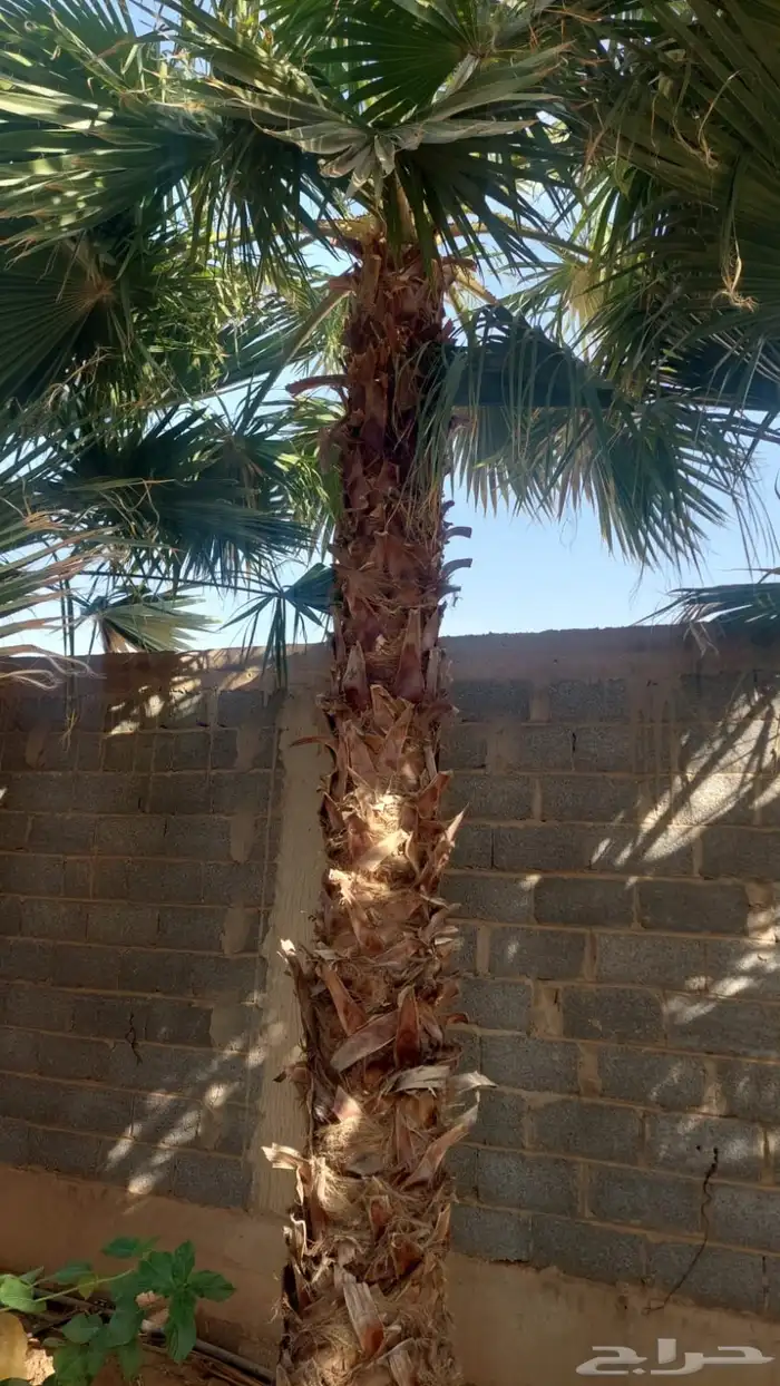نخل عربي ووشنطني 19