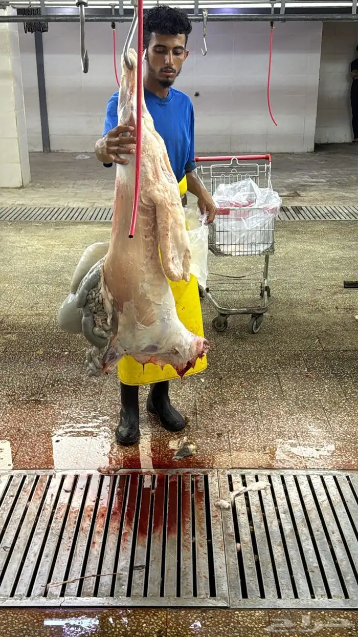 رفيديات جذعان مغلقات فل 3