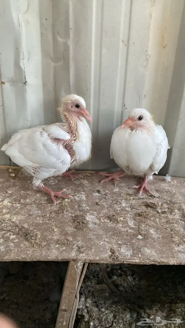 زغاليل حمام فرنسي ابيض سمان 1