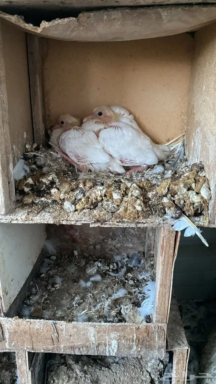 زغاليل حمام فرنسي ابيض سمان 6