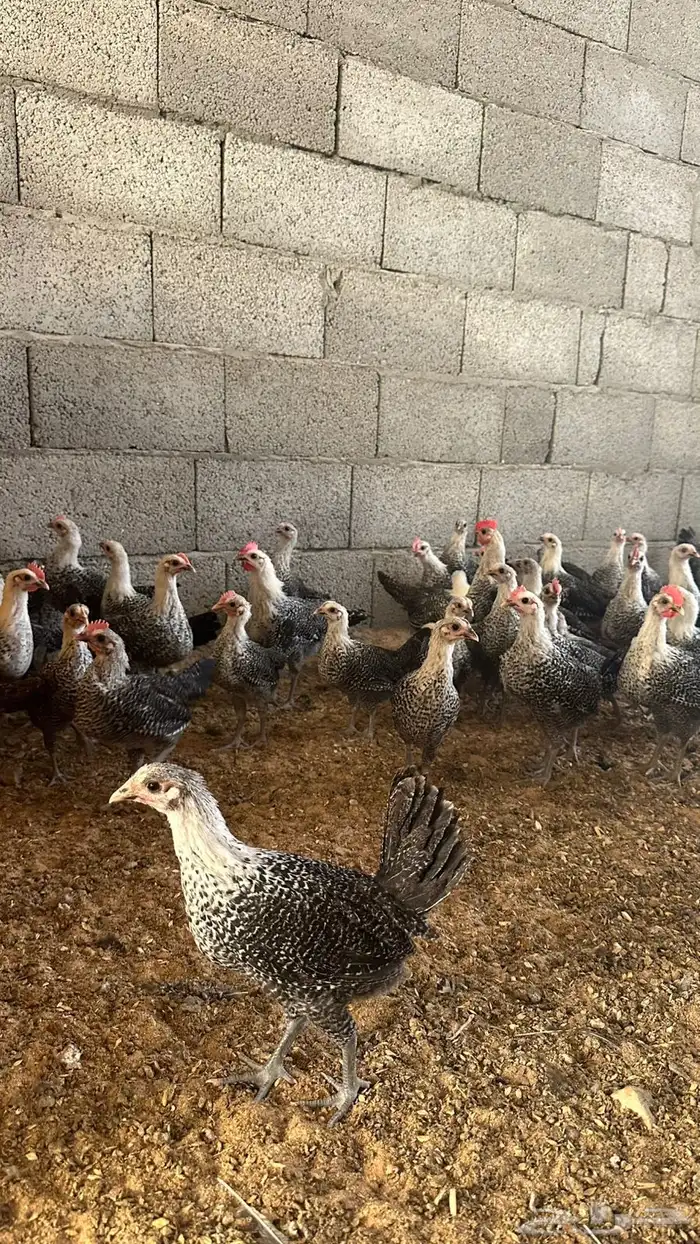 دجاج فيومي شبابي دم صافي 0