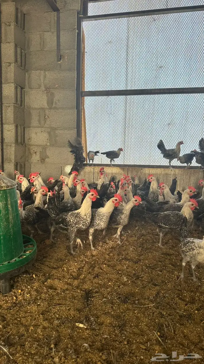 دجاج فيومي شبابي دم صافي 1