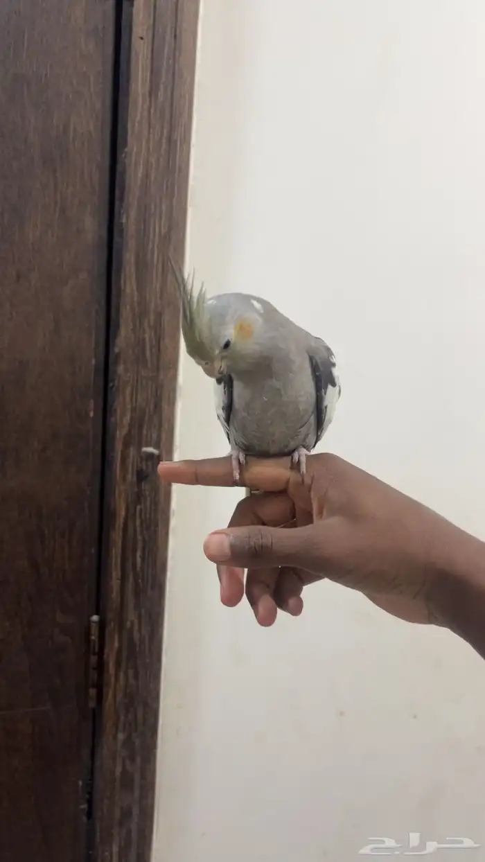 كروان للبيع 2