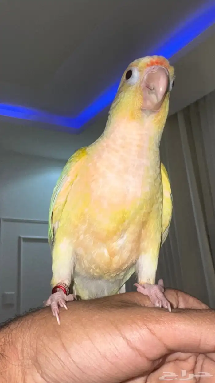 كنيور مون شيك هدد خارجي ( عرض خاص ) 4