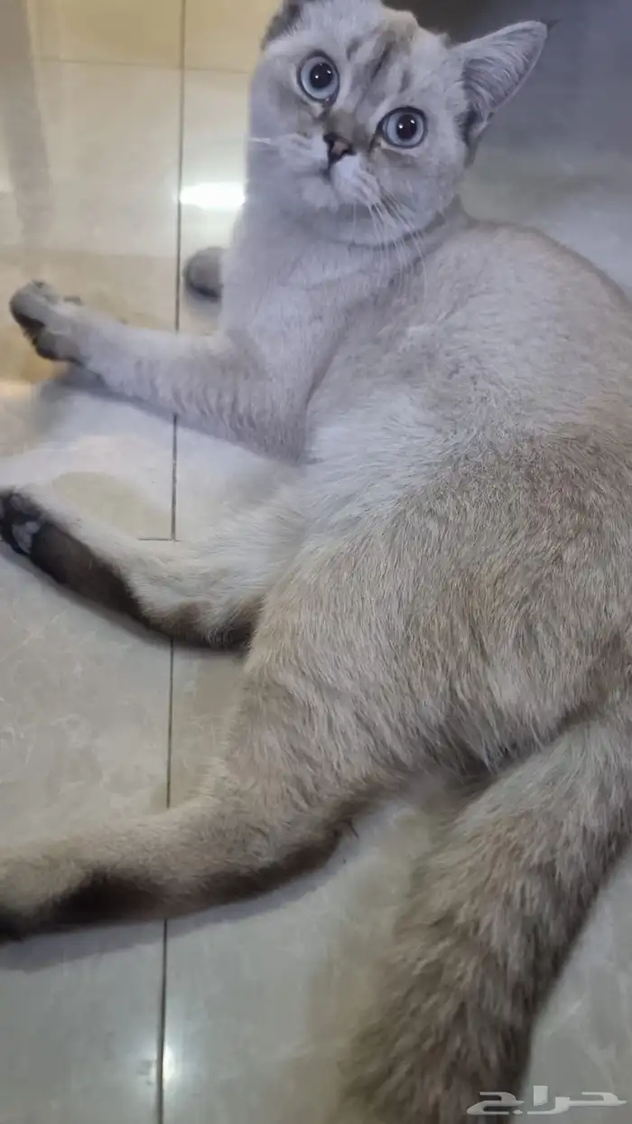 قط سكوتش فولد مكس مع شيرازي للتبني بمقابل رمزي 1