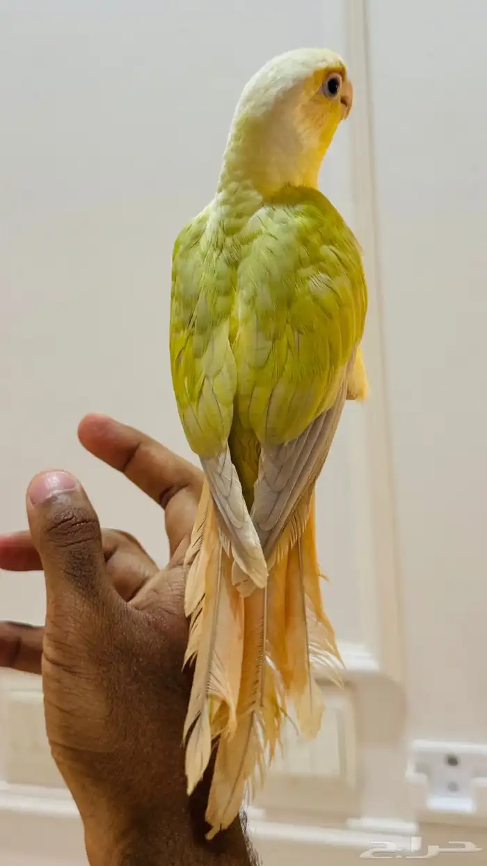 كنيور مون شيك هدد خارجي ( عرض خاص ) 1