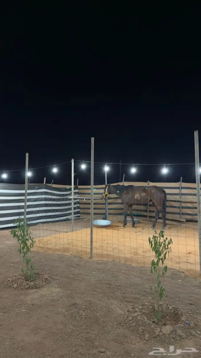 مخيم الدانه البري نقبين (شعيب عانقه) 29