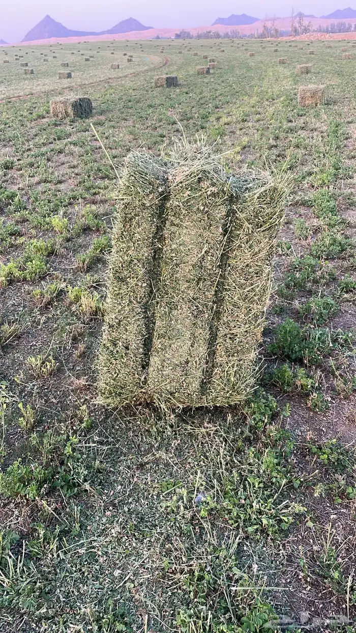 برسيم للبيع 1