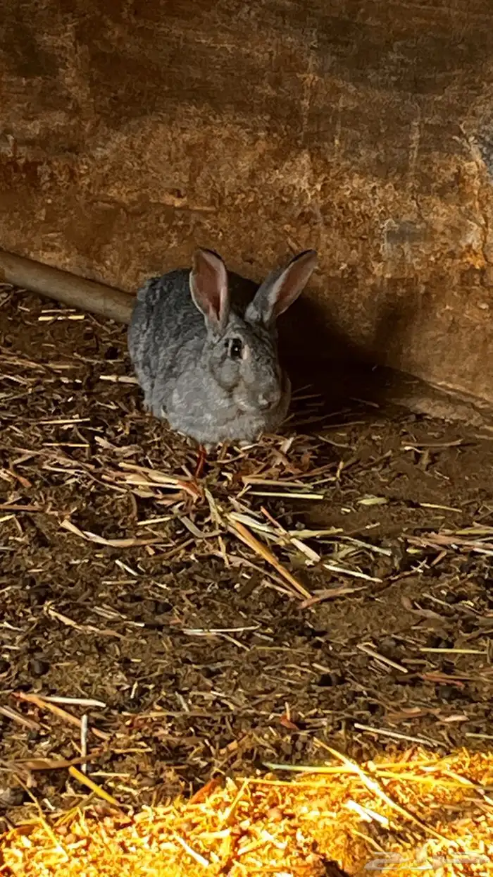 ارانب للبيع 3