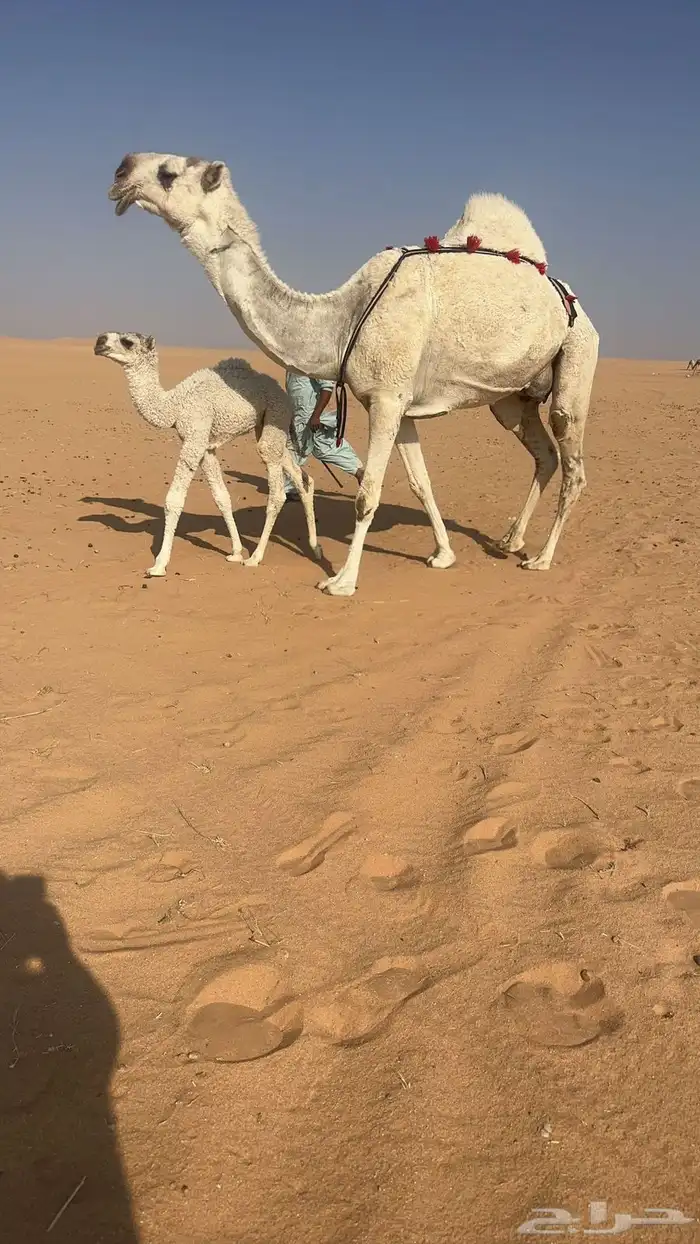 خلفه كفو حدرها قعود 0