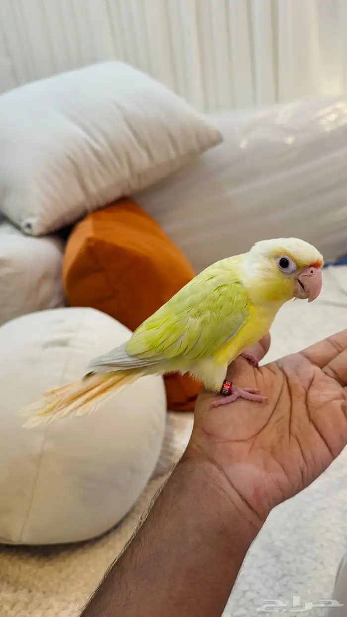 كنيور مون شيك هدد خارجي ( عرض خاص ) 3