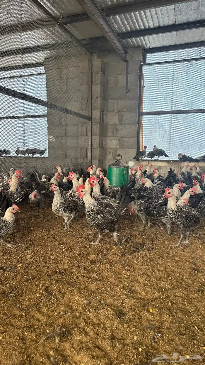 دجاج فيومي شبابي دم صافي 3