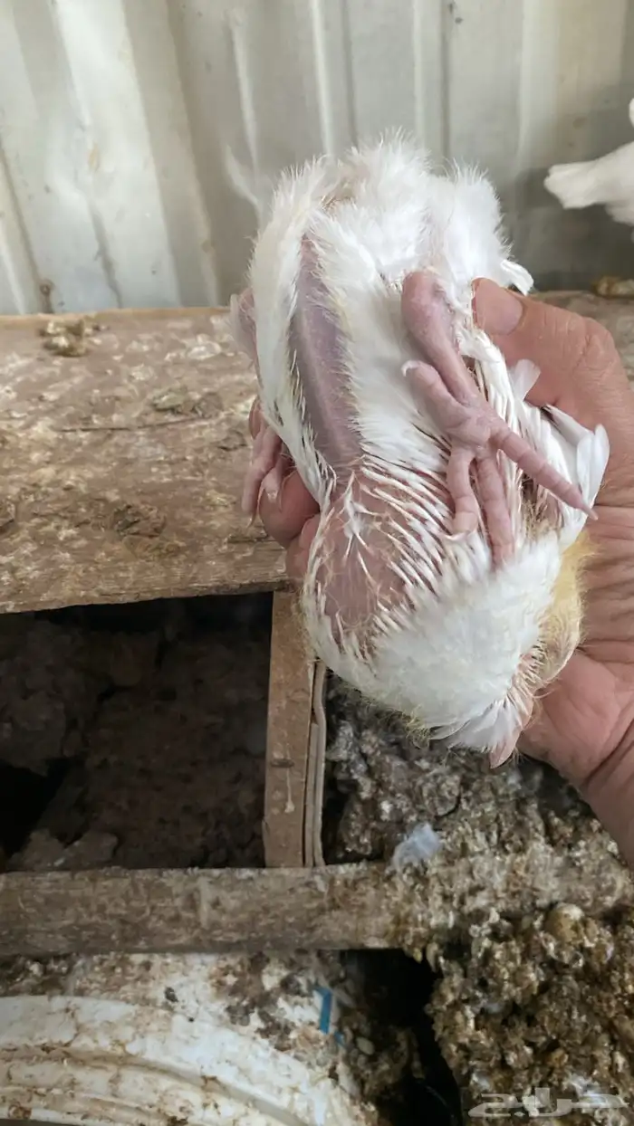 زغاليل حمام فرنسي ابيض سمان 4