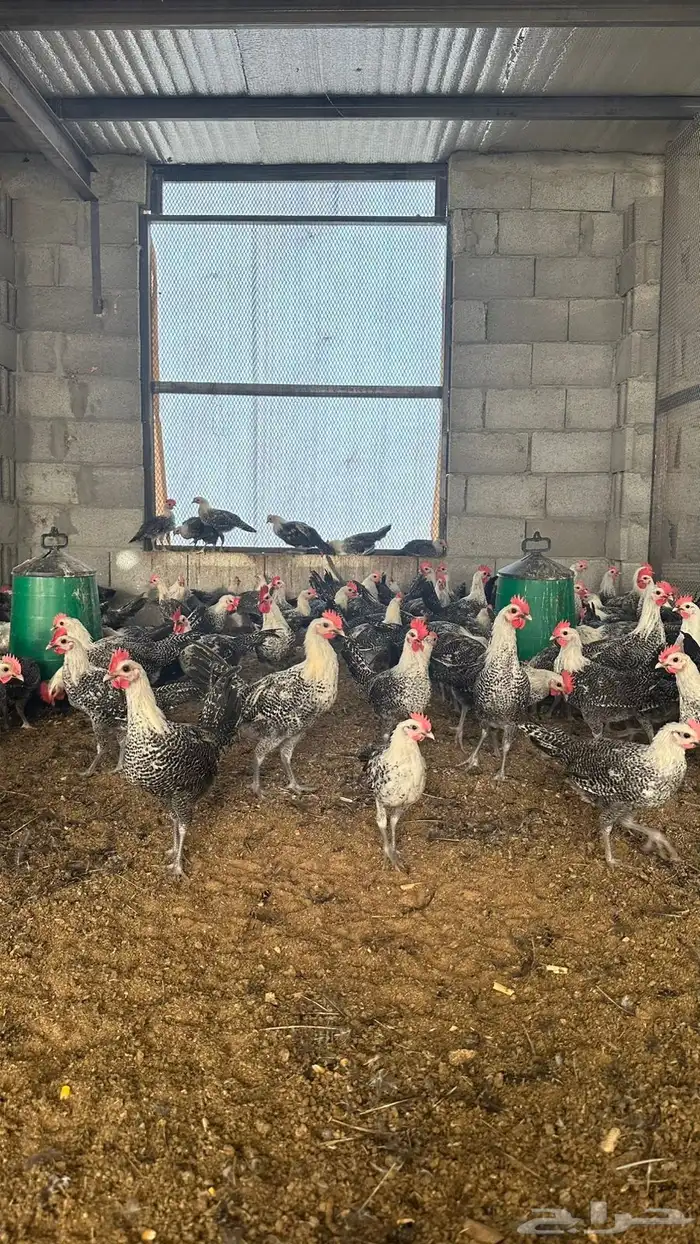 دجاج فيومي شبابي دم صافي 2