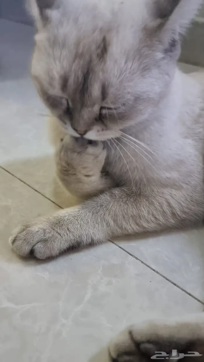 قط سكوتش فولد مكس مع شيرازي للتبني بمقابل رمزي 3