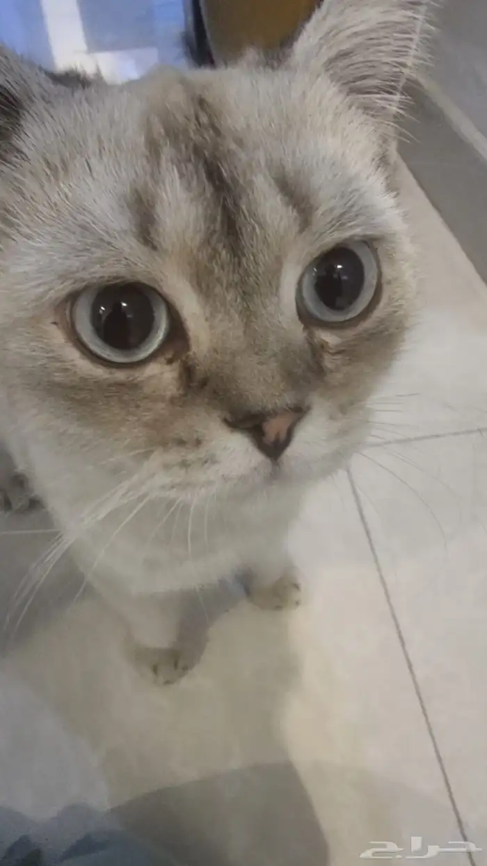 قط سكوتش فولد مكس مع شيرازي للتبني بمقابل رمزي 0