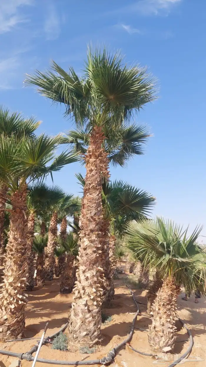 نخل عربي ووشنطني 18