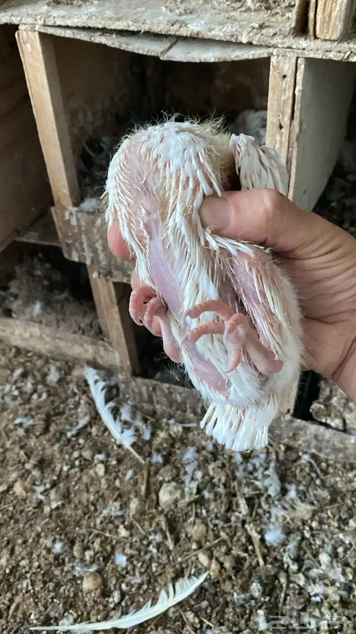 زغاليل حمام فرنسي ابيض سمان 2