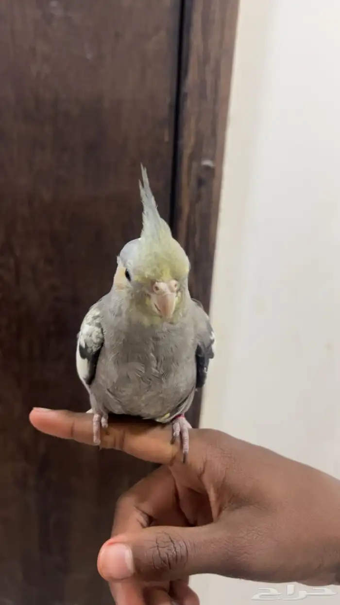 كروان للبيع 1