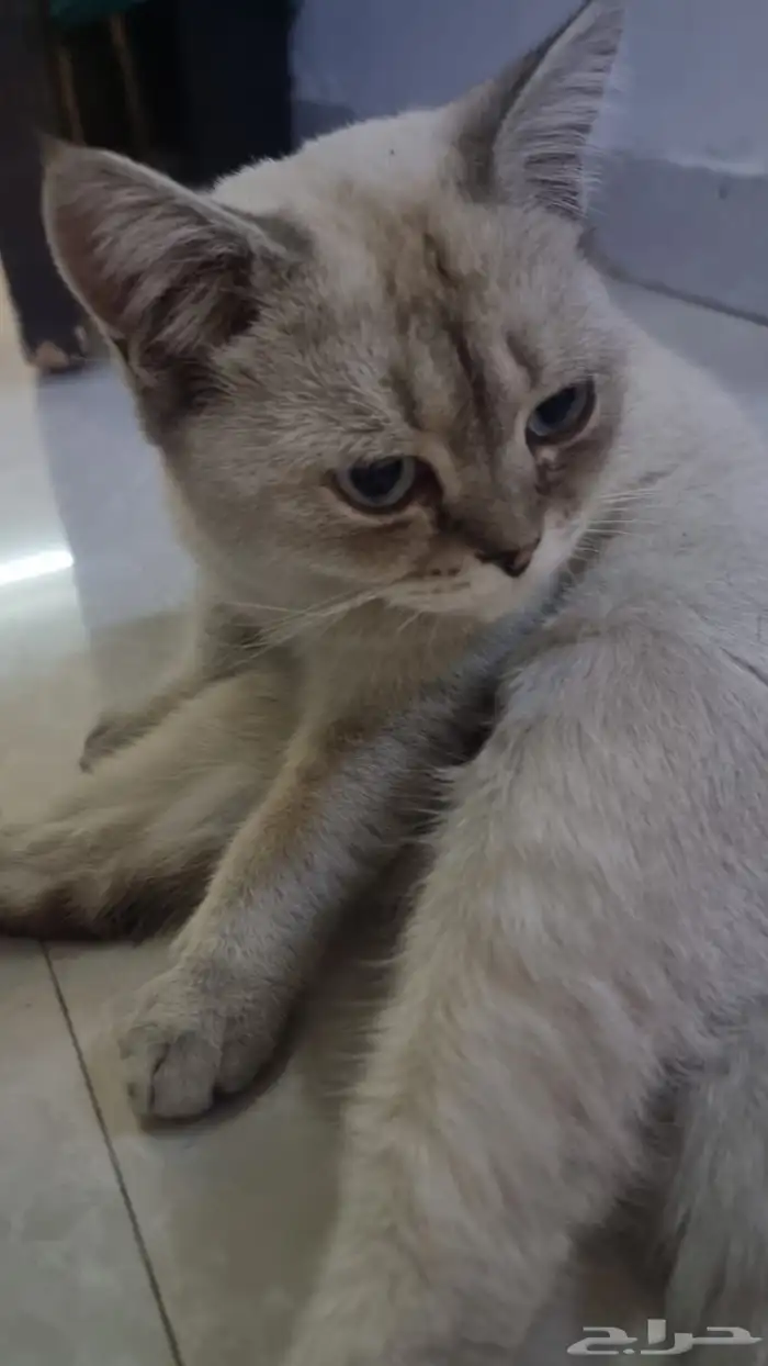 قط سكوتش فولد مكس مع شيرازي للتبني بمقابل رمزي 2