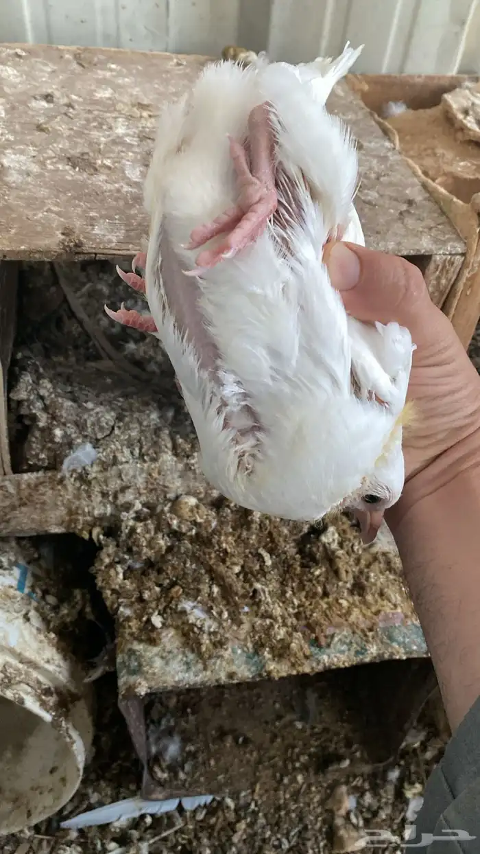 زغاليل حمام فرنسي ابيض سمان 3