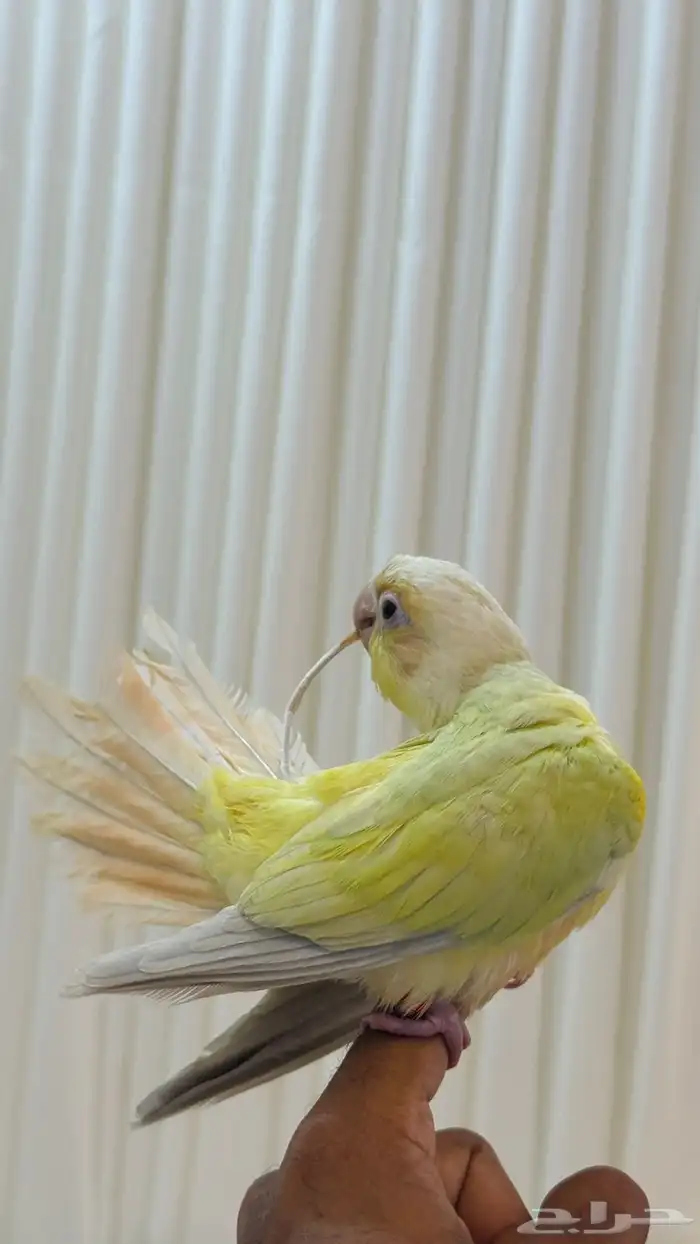 كنيور مون شيك هدد خارجي ( عرض خاص ) 0