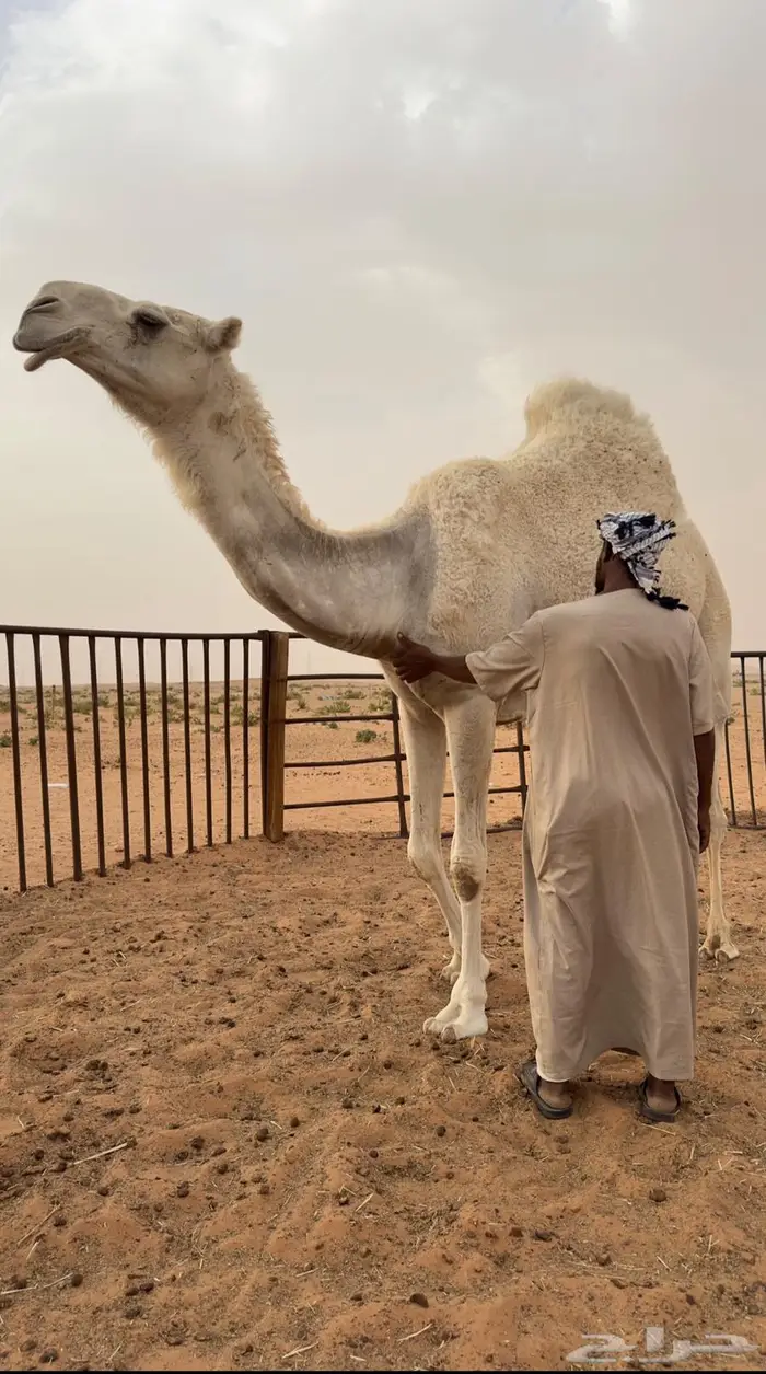 ثنيه كفووو 0