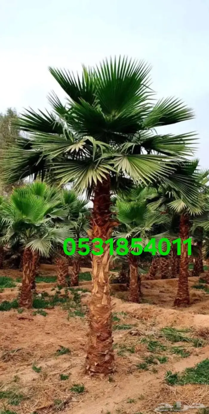 نخل واشنطني 1