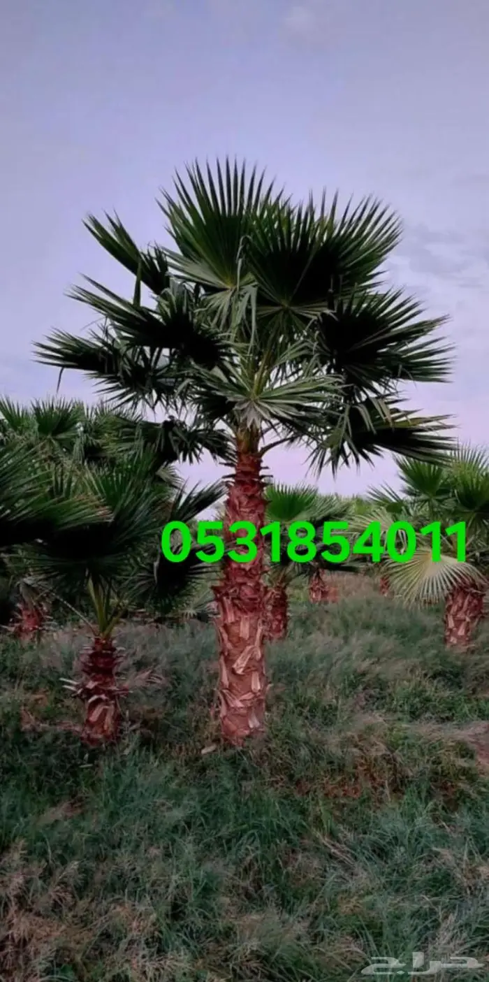 نخل واشنطني 0