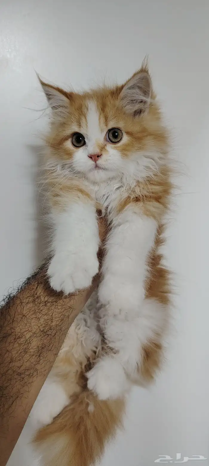 قط ذكر للبيع بسعر رمزي 0