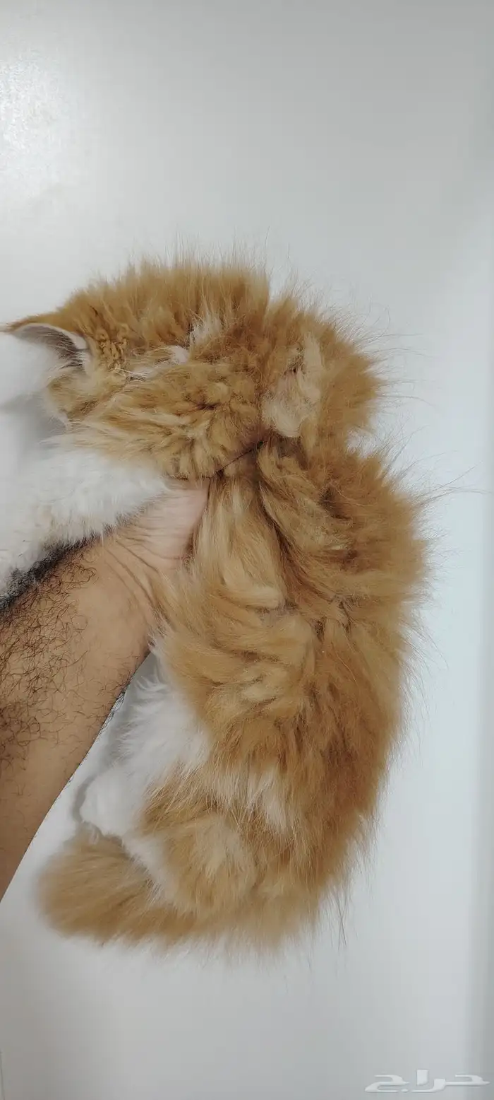 قط ذكر للبيع بسعر رمزي 3