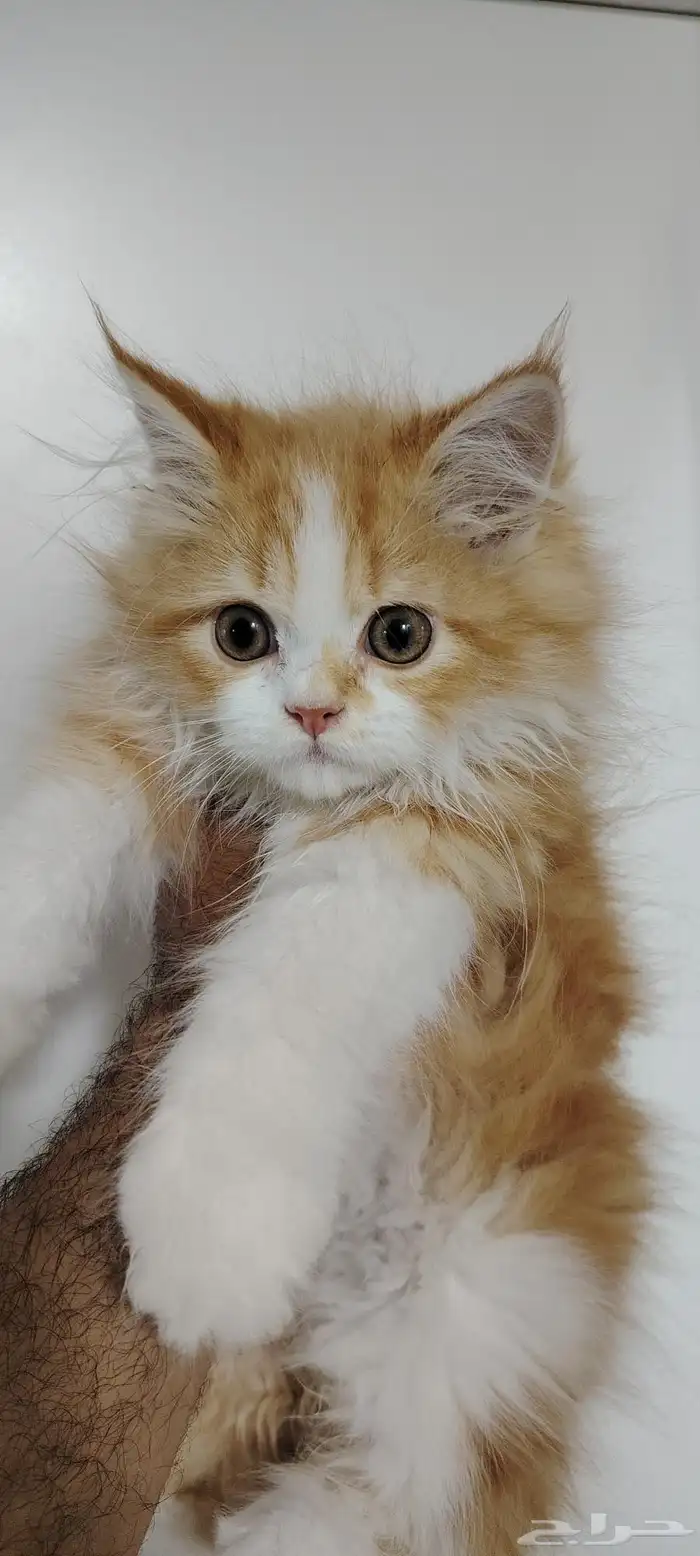 قط ذكر للبيع بسعر رمزي 1