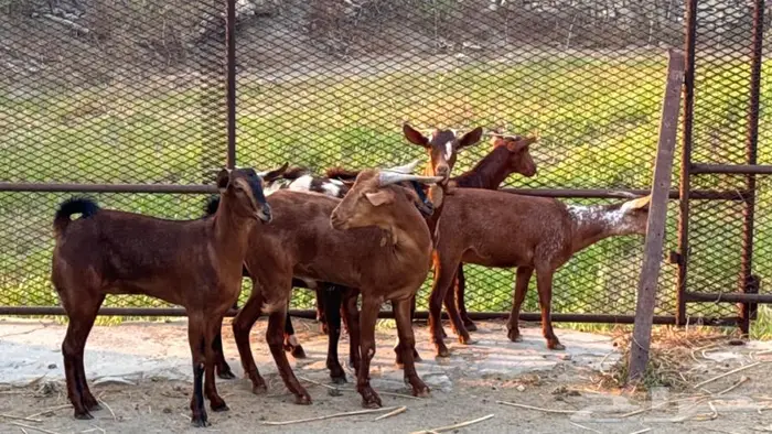 معزا دهم جذعات 6 بالفحل 9