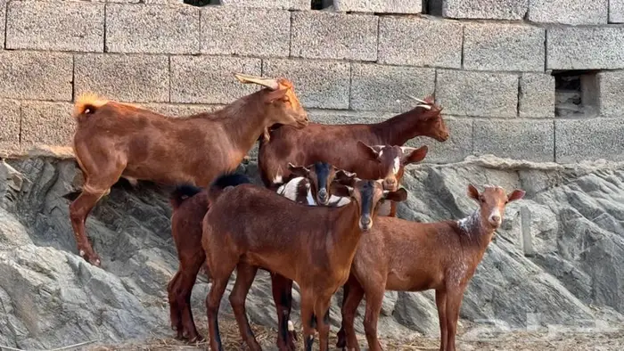 معزا دهم جذعات 6 بالفحل 7