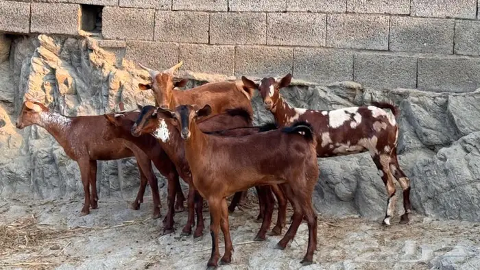 معزا دهم جذعات 6 بالفحل 2