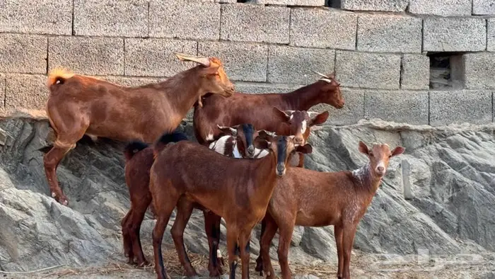 معزا دهم جذعات 6 بالفحل 6